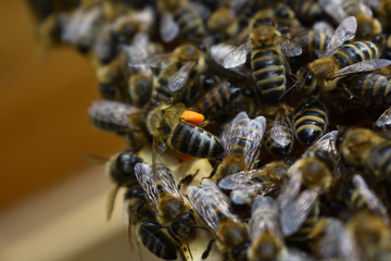 Biene mit orangenen Pollenhöschen auf Bienenwaben im Bienenstock mit Arbeiterbienen