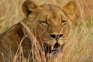 Lioness resting in tall grass