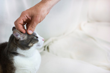 a male hand touch the head of a white gray adult pampered Cat on white background. Family Pet. Emotional Support Animal. Pets care concept. Close up. Space for text