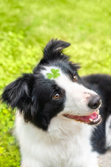 border collie puppy is grinning happily with a clover on its head 