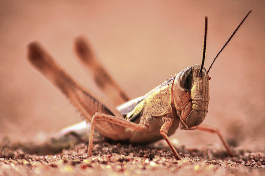 Brown Locust 