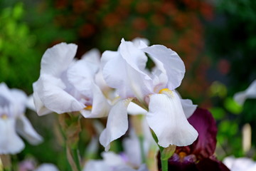 Fototapeta na wymiar Iris in a city park Floral background for web design