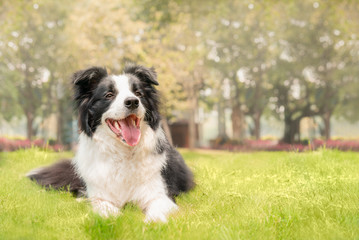 Dog lying on the grass is grinning happily