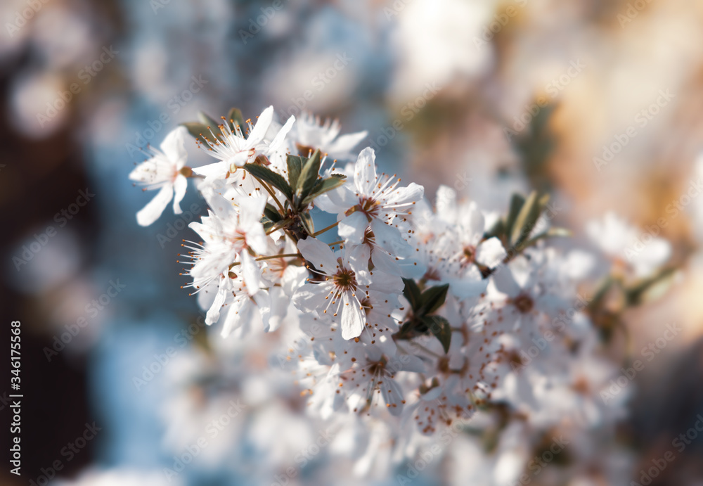 Wall mural Blooming spring tree branches with white flowers