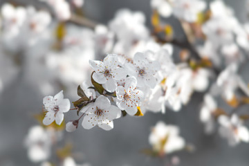 Blooming spring tree branches with white flowers