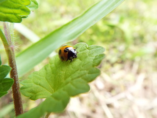 ナナホシテントウ ladybug