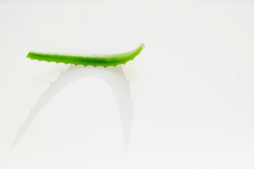 A sprig of the medicinal plant aloe