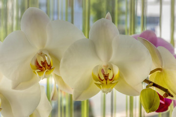 Orchids in a winter garden, taken in HDR.