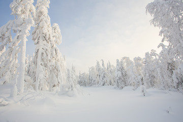 Snow white covered trees in winter landscape