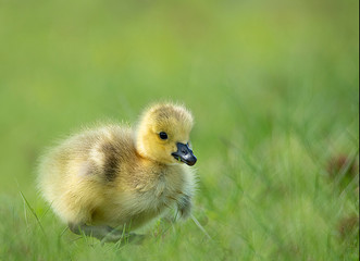 Cute Adorable Baby Canada Goose Gosling on Beautiful Green Grass in a Park with Smooth Blurred Colorful Background