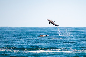 Fototapeta na wymiar Long-beaked common dolphin (Delphinus capensis) leaps over another dolphin off the coast of Baja California, Mexico.
