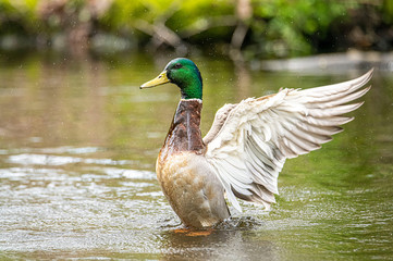 Male Mallard Drake Duck in Lake Bathing with Wings Open and Reflection