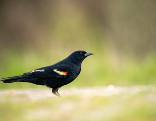 Red Winged Blackbird Portrait on Ground with a Beautiful Colorful Blurred Smooth Background