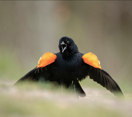 Red Winged Blackbird with a Crazy Expression on Ground with a Beautiful Colorful Blurred Smooth Background