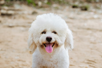Puppy sticking its tongue out on the beach and smiling