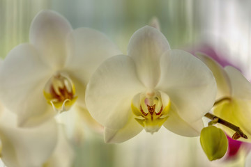 Fototapeta na wymiar Orchids in a winter garden, taken in HDR.