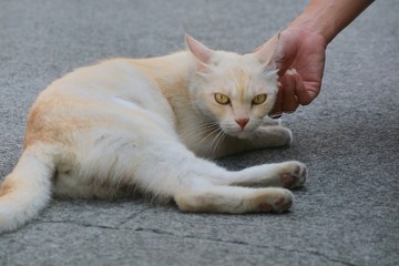 Lonely cute white and orange cat looking wonder and lying on concrete floor with human hand. Animal concept.