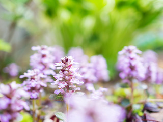 ピンクのアジュがの花