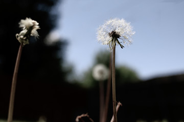 Dandelion with blurred background