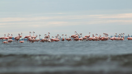 Fototapeta premium Group of flamingos resting in the epecuen lake, Argentina.