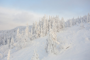 snow, winter, forest, nature, mountain, landscape, sky, cold, tree,  blue, white, mountains, ski, alps, trees, ice, season, panorama, frost, peak, snowy, frozen, christmas, cloud, outdoor