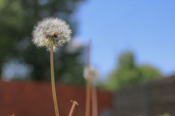 Dandelion with blurred background