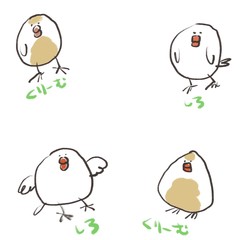 クリーム文鳥と白文鳥のセット