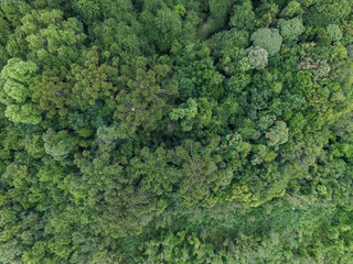 Naklejka premium Top view of tropical forest with green trees in southern Brazil