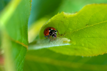 Ladybug in green leaves feeds on aphids.