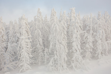 snow, winter, forest, nature, mountain, landscape, sky, cold, tree,  blue, white, mountains, ski, alps, trees, ice, season, panorama, frost, peak, snowy, frozen, christmas, cloud, outdoor