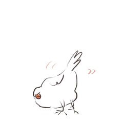 白背景にお尻（尻尾）を振る白文鳥
