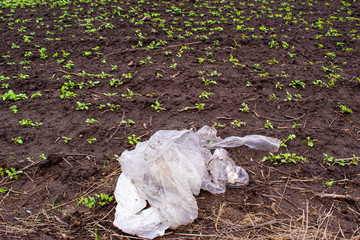 Plastic trash lies on a farm field near to young green sprouts grown on black soil at spring.