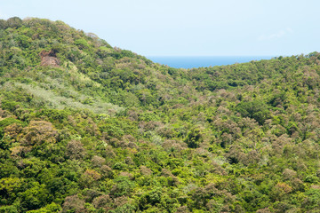 Roatan Island Hilly Rural Landscape