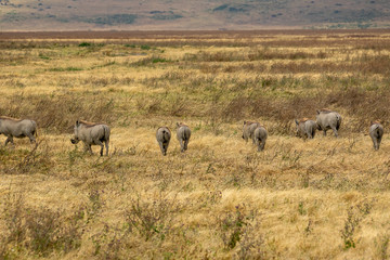 Fototapeta na wymiar タンザニア・ンゴロンゴロで見かけたイボイノシシの群れ