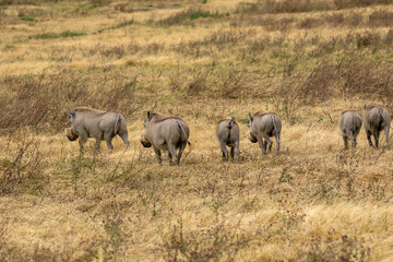 タンザニア・ンゴロンゴロで見かけたイボイノシシの群れ