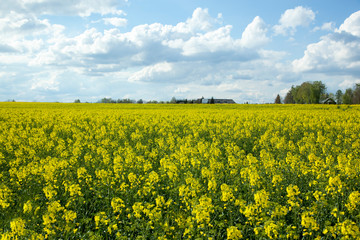 Obraz premium May Blossom In Lithuanian Countryside