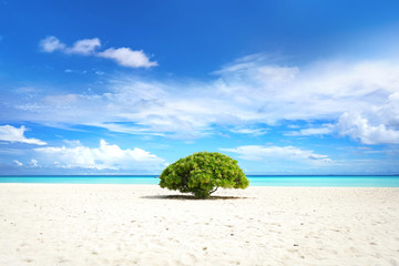 Beautiful tropical landscape beach with green plant against blue sky with white clouds. Natural scenery.
