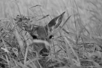 deer in the grass