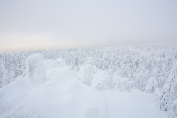 Fototapeta na wymiar Snow white covered trees in winter landscape
