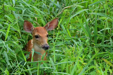 fawn in the grass