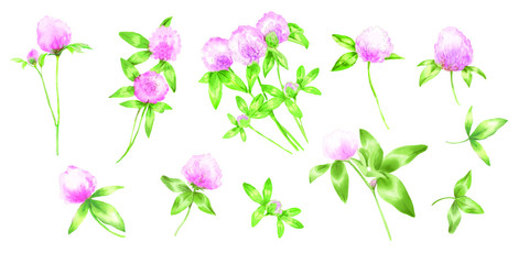 Watercolor vector set of clover flowers and leafs.
