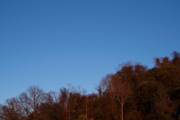Front view of dry trees on a sunny day. Some of the dead trees.
Dry tree photos at some point in spring, the growth of trees causes loss of leaves. View of the landscape in the dry season with trees.