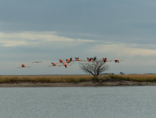 flamingos flying over the epecuen lake, carhue, Buenos Aires province, Argentina.