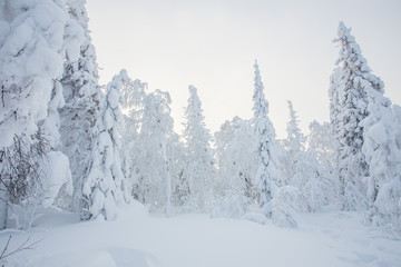 Fototapeta na wymiar Snow white covered trees in winter landscape