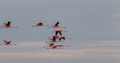 flamingos flying over the epecuen lake, carhue, Buenos Aires province, Argentina.