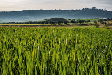 field of wheat with mountains
