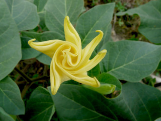 Datura flower (Datra) - a beautiful, but poisonous plant