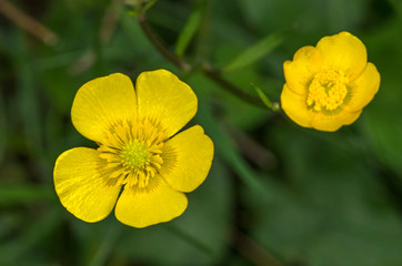 Yellow flower on green background (Buttercups / Renoncule / Bouton d'or ) 