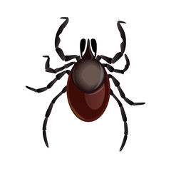 Mite parasites. Tick parasite. Acarus. Acarid vector illustration isolated on white background. Mite spider. Mite allergy. Mite epidemic.