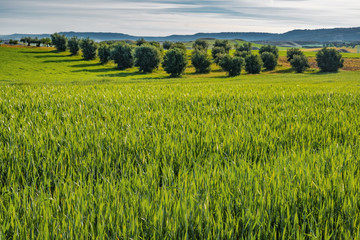 field of wheat I